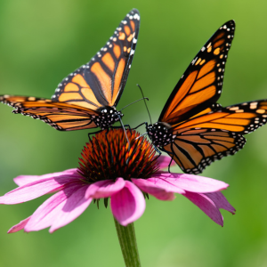 Two monarch butterflies collecting nectar from a pink coneflower.