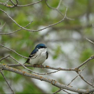 A tree swallow resting on a branch with blurred foliage in the background.