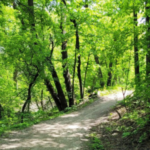 The Carman Community Pathway cuts through a forest of native trees.