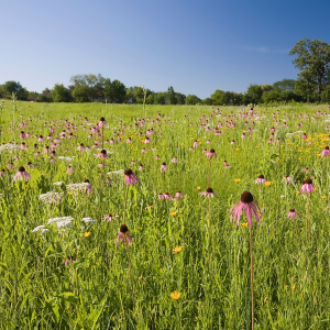 A field of purple coneflower, yarrow and other native plants.