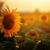 A sunflower field in the sunset.